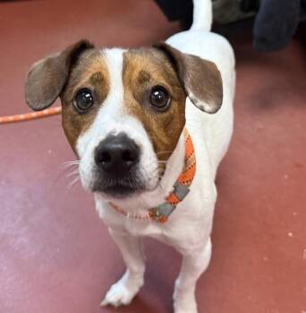 Jack Russell Terrier Dogs Available for Adoption in Salisbury, Maryland - Baby | PetCurious