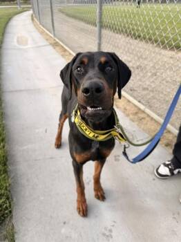Doberman Pinscher Dogs Available for Adoption in Fremont, California - TITAN | PetCurious