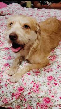 Terrier Dogs Available for Adoption in San Antonio, Texas - Millie | PetCurious