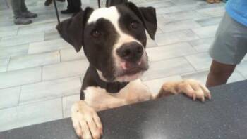 PACO -  Mixed Breed Dog for Adoption in Charlotte, North Carolina - PACO | PetCurious