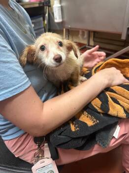 Chihuahua Dogs Available for Adoption in Douglasville, Georgia - Squrriel | PetCurious