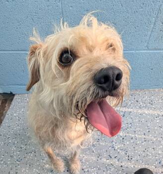 Cinnamon -  Wirehaired Terrier Dog for Adoption in Benson, Arizona - Cinnamon | PetCurious