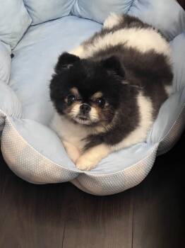 Stormy -  Pomeranian Dog for Adoption in New York, New York - Stormy | PetCurious