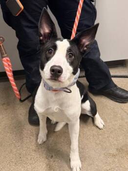 Border Collie Dogs Available for Adoption - Mackenzie | PetCurious