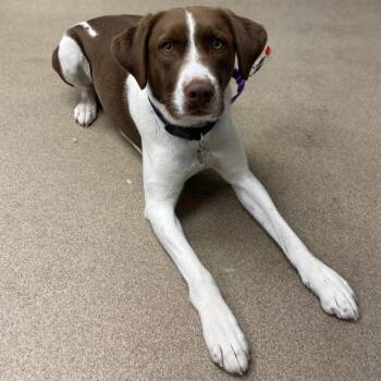 Labrador Retriever and English Springer Spaniel Dogs Available for Adoption in Aurora, Colorado - SAINT | PetCurious