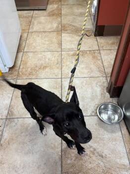 Pogo -  Mixed Breed Dog for Adoption in Cincinnati, Ohio - Pogo | PetCurious