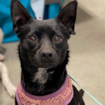 Chihuahua Dogs Available for Adoption - Pandora | PetCurious