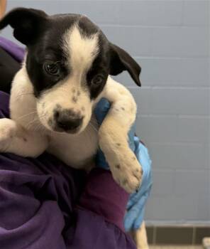 SPOT -  Australian Cattle Dog Blue Heeler and Mixed Breed Dog for Adoption in Loveland, Colorado - SPOT | PetCurious