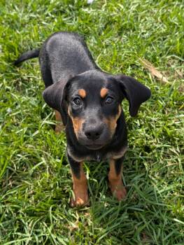 Rochelle -  Rottweiler and Labrador Retriever Dog for Adoption in Baton Rouge, Louisiana - Rochelle | PetCurious