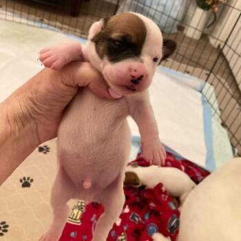 Matcha -  Jack Russell Terrier Dog for Adoption in Allen, Texas - Matcha | PetCurious
