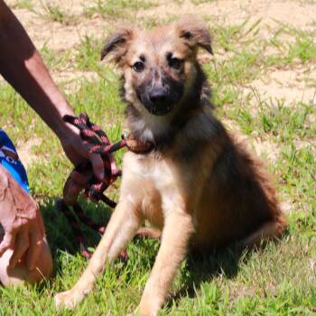 CT Dopey -  Shepherd Dog for Adoption in Stormville, New York - CT Dopey | PetCurious