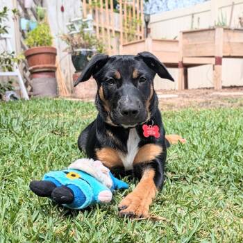 Wallen -  Shepherd and Mixed Breed Dog for Adoption in Oceanside, California - Wallen | PetCurious