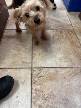 Ziggy -  Mixed Breed Dog for Adoption in Cincinnati, Ohio - Ziggy | PetCurious