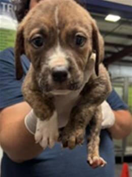 Iron Man - URGENT -  Pit Bull Terrier Dog for Adoption in Thousand Oaks, California - Iron Man - URGENT | PetCurious