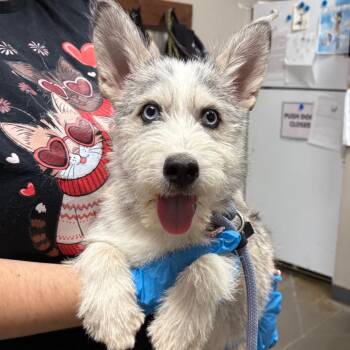 Terrier Dogs Available for Adoption - Jill | PetCurious