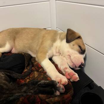 Cera -  Pit Bull Terrier and Dogo Argentino Dog for Adoption in Brainerd, Minnesota - Cera | PetCurious