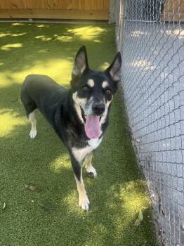 Rescue German Shepherd Dog Dogs for Adoption in Hilton Head Island, South Carolina - King | PetCurious