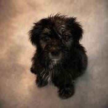 Halo -  Shih Tzu Dog for Adoption in Portsmouth, Ohio - Halo | PetCurious