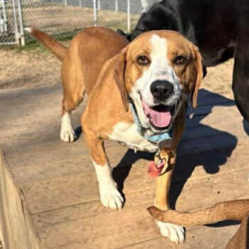 Rescue Labrador Retriever and Basset Hound Dogs for Adoption in Parkersburg, West Virginia - Gizmo | PetCurious