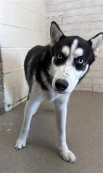 SPARROW -  Siberian Husky Dog for Adoption in San Bernardino, California - SPARROW | PetCurious
