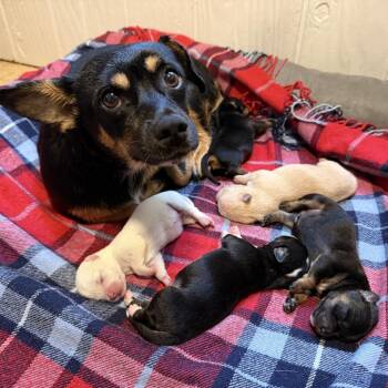 Jackie -  Chihuahua and Mixed Breed Dog for Adoption in Madison, Wisconsin - Jackie | PetCurious