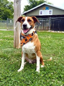 Beowoof -  Coonhound and Mixed Breed Dog for Adoption in Maryville, Tennessee - Beowoof | PetCurious