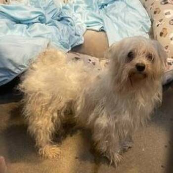 Sugar -  Maltese Dog for Adoption in Philadelphia, Pennsylvania - Sugar | PetCurious
