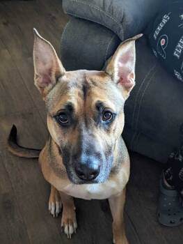 Rescue German Shepherd Dog and Husky Dogs for Adoption in Franklin, New Jersey - Winston | PetCurious