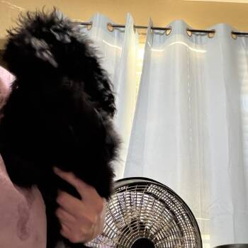 Nellie -  Poodle Dog for Adoption in Phoenix, Arizona - Nellie | PetCurious