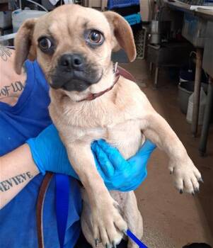 A273454 -  French Bulldog and Pug Dog for Adoption in Chula Vista, California - A273454 | PetCurious