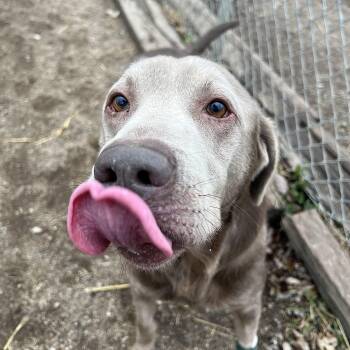 Rescue Labrador Retriever Dogs for Adoption in Fairmont, Minnesota - Gunner | PetCurious