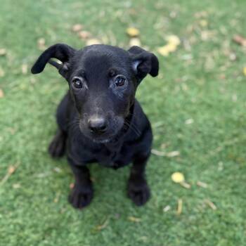 Chihuahua Dogs Available for Adoption in Laredo, Texas - Gaston | PetCurious