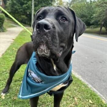 Labrador Retriever Dogs Available for Adoption in Warrington, Pennsylvania - Charlotte | PetCurious