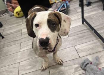 95350a Iris -  Basset Hound and American Staffordshire Terrier Dog for Adoption in North Charleston, South Carolina - 95350a Iris | PetCurious