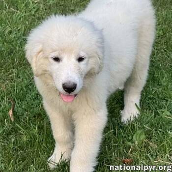 Marshmallow in OH - Loves To Play In The Water -  Great Pyrenees Dog for Adoption in Beacon, New York - Marshmallow In OH - Loves To Play In The Water | PetCurious