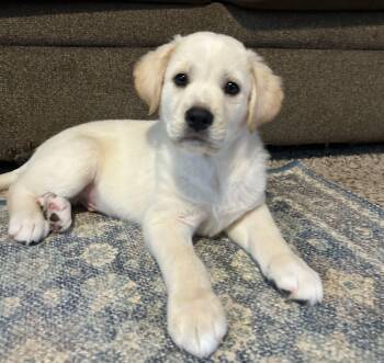 Mixed Breed Dogs Available for Adoption - OTTO | PetCurious