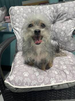 Murphy -  Chihuahua and Poodle Dog for Adoption in Chattanooga, Tennessee - Murphy | PetCurious