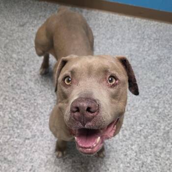 Unique -  American Staffordshire Terrier and Pit Bull Terrier Dog for Adoption in Cheyenne, Wyoming - Unique | PetCurious