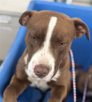 Mixed Breed Dogs Available for Adoption - ROMEO | PetCurious