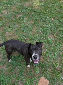 Queso -  Mixed Breed Dog for Adoption in Reisterstown, Maryland - Queso | PetCurious