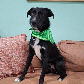 Border Collie and Mixed Breed Dogs Available for Adoption - Max | PetCurious