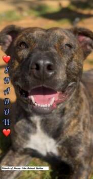 Rescue Pit Bull Terrier Dogs for Adoption in Shasta Lake, California - Shadow | PetCurious