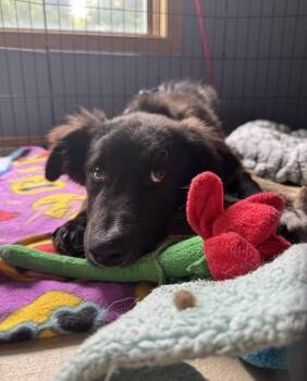 Marlena -  Labrador Retriever Dog for Adoption in Mundelein, Illinois - Marlena | PetCurious