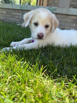 Great Pyrenees Dogs Available for Adoption in New Baltimore, Michigan - Almond | PetCurious