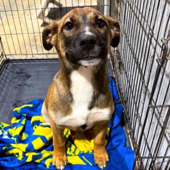 German Shepherd Dog and Mixed Breed Dogs Available for Adoption in New York, New York - Scout | PetCurious