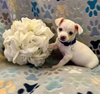 Blueberry -  Chihuahua and Shih Tzu Dog for Adoption in Corona, California - Blueberry | PetCurious