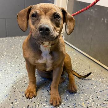 TUSC-Stray-84731 -  Hound and Pit Bull Terrier Dog for Adoption in Tuscaloosa, Alabama - TUSC-Stray-84731 | PetCurious