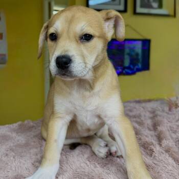 Mixed Breed Dogs Available for Adoption in Boca Raton, Florida - Beauty | PetCurious