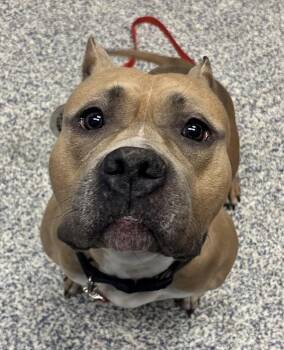 Aspen -  American Bully Dog for Adoption in Golden, Colorado - Aspen | PetCurious