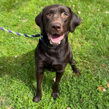 Rex -  Labrador Retriever Dog for Adoption in Philadelphia, Pennsylvania - Rex | PetCurious